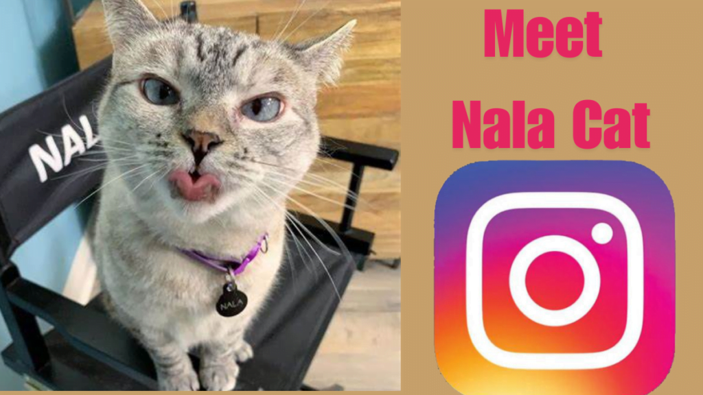 Meet nala cat: the instagram star with a ton of fo – tymoff best Guide 2024