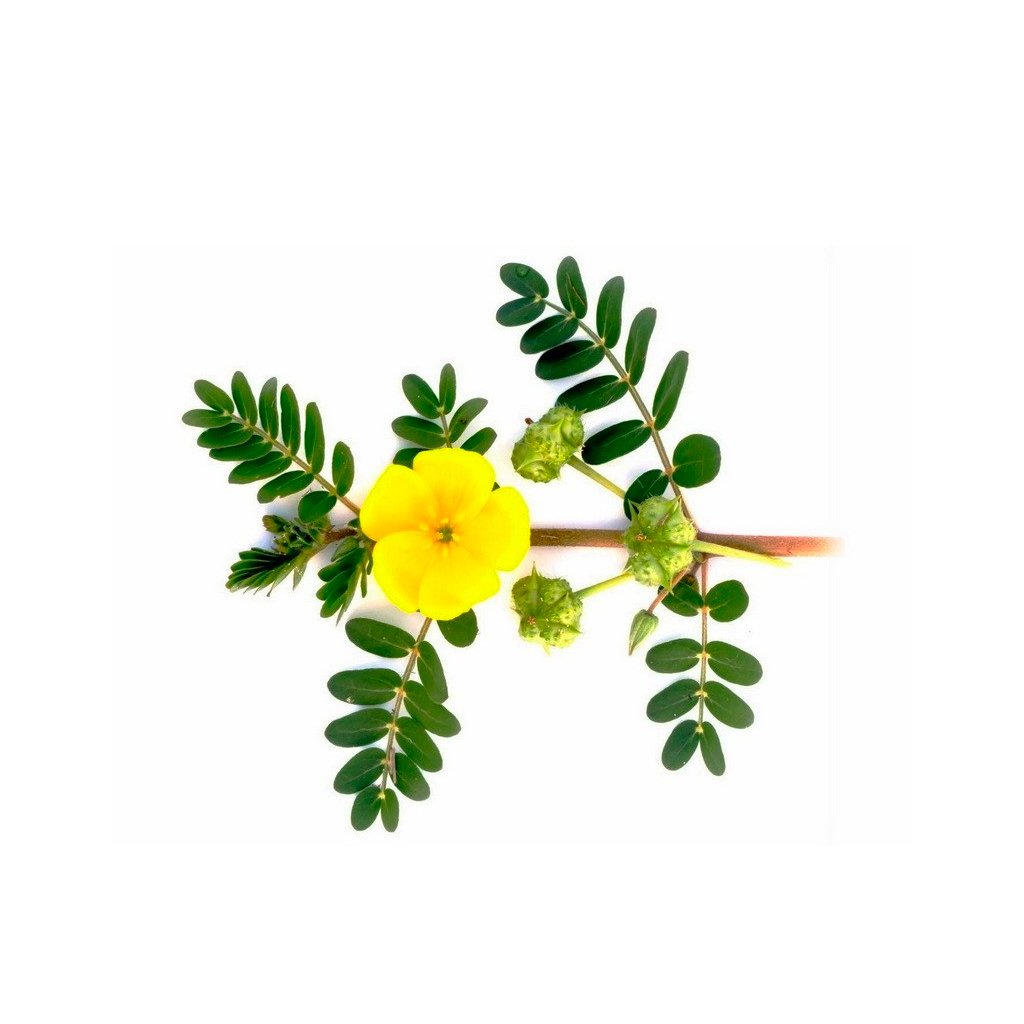 Health Benefits of Tribulus Terrestris
